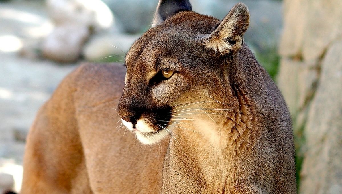 Campesinos cazan y sacrifican a un puma en peligro de extinción en Chiapas