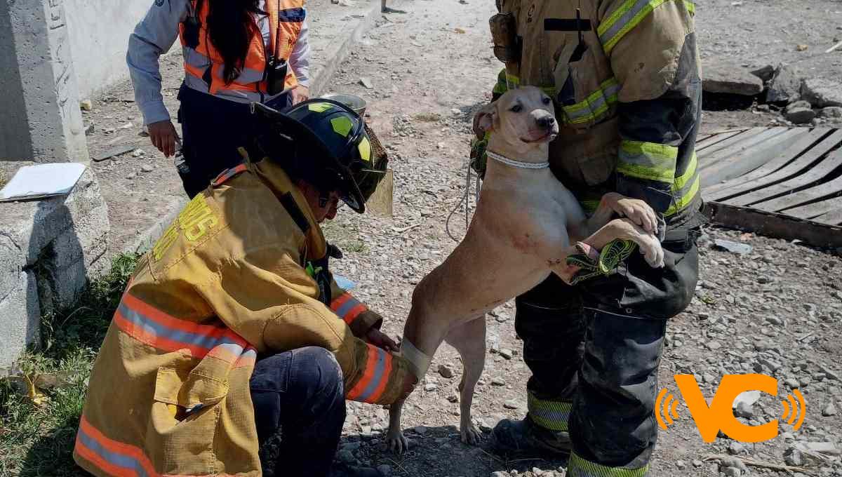 PC salva a “lomito” tras emergencia en San Pablo Xochimehuacán