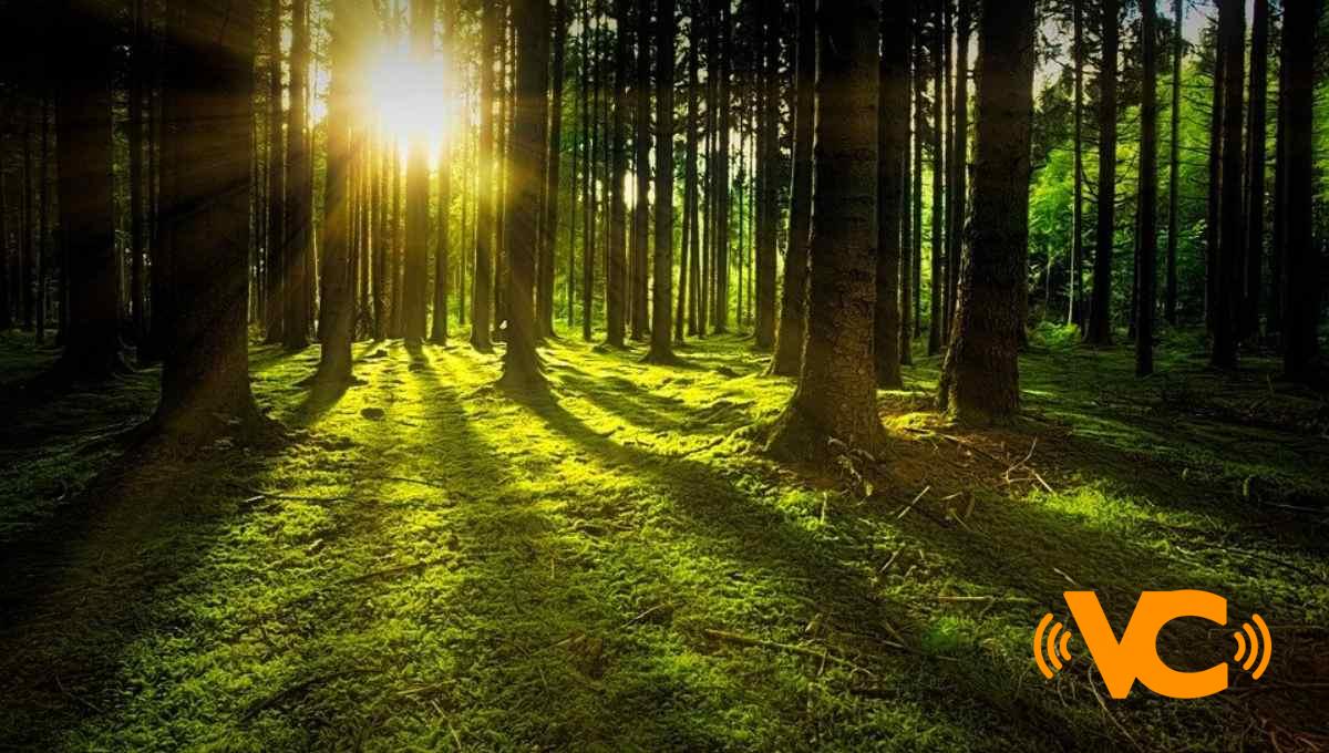 México firmó hoy acuerdo para detener la deforestación, aclara la SRE México firmó hoy acuerdo para detener la deforestación, aclara la SRE