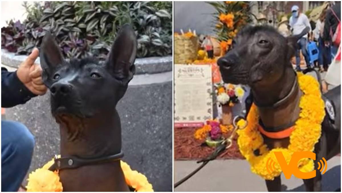 Dante, el xoloitzcuintle entrenado para labores de proximidad en la Guardia Nacional (VIDEO) Dante, el xoloitzcuintle entrenado para labores de proximidad en la Guardia Nacional (VIDEO)