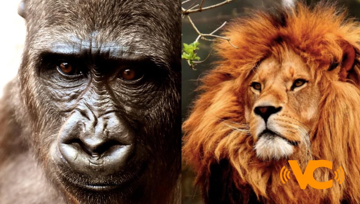 Leones y gorilas dan positivo a COVID-19 en un zoológico de Países Bajos Leones y gorilas dan positivo a COVID-19 en un zoológico de Países Bajos