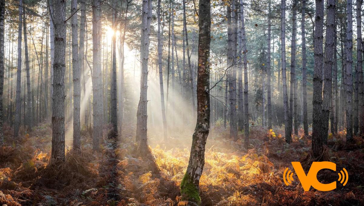 México se abstiene de firmar acuerdo con más de 100 países para frenar la deforestación en la COP26 México se abstiene de firmar acuerdo con más de 100 países para frenar la deforestación en la COP26