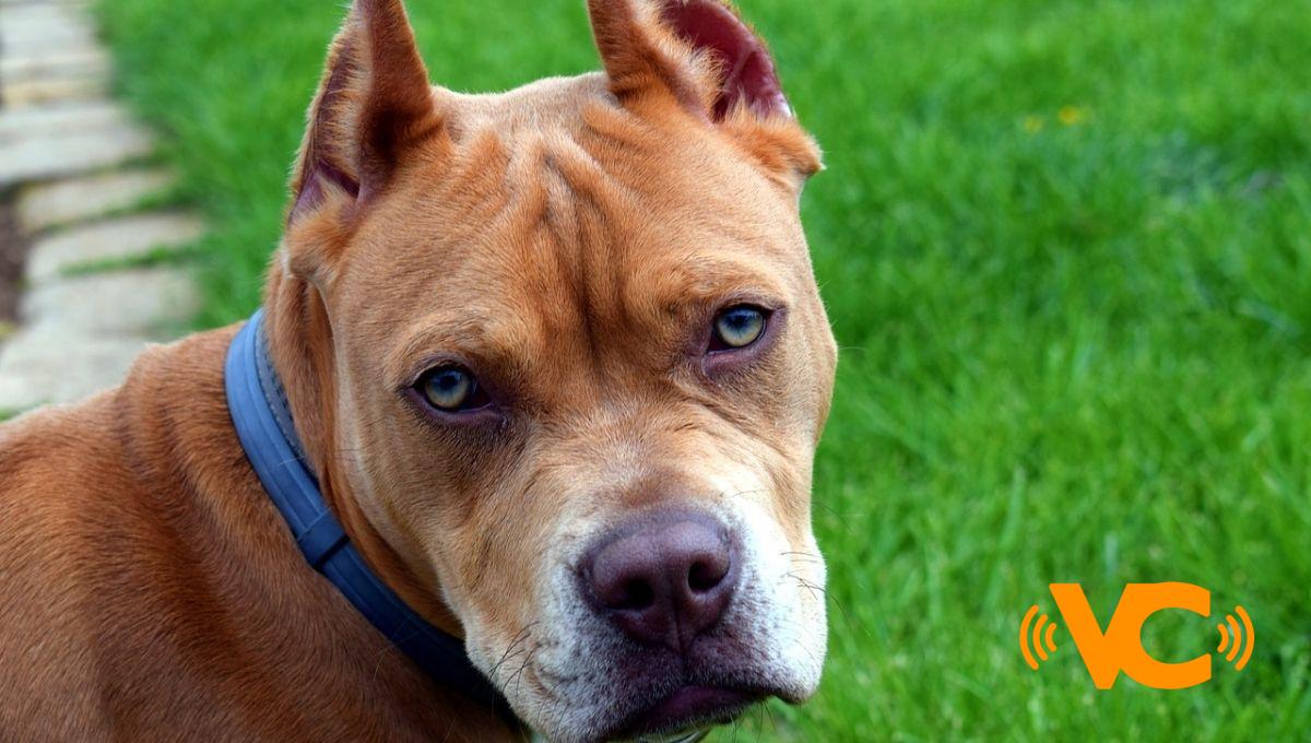 Pitbull ataca a niña de un año; sufrió fuertes heridas en la cabeza Pitbull ataca a niña de un año; sufrió fuertes heridas en la cabeza