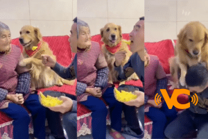 ¡Deja en paz a mi abuelita! perrito defiende a su dueña a golpes y se viraliza ¡Deja en paz a mi abuelita! perrito defiende a su dueña a golpes y se viraliza
