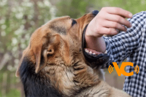 Una mujer es asesinada por sus cuatro perros al intentar ingresar a su casa