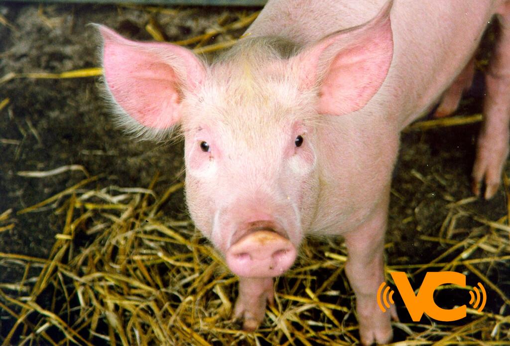 Por primera vez en la historia se trasplantaron dos riñones de cerdo a un humano: los xenotrasplantes están cada vez más cerca Por primera vez en la historia se trasplantaron dos riñones de cerdo a un humano: los xenotrasplantes están cada vez más cerca