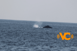 ¡Ballenas a la vista en Acapulco! ¡Ballenas a la vista en Acapulco!