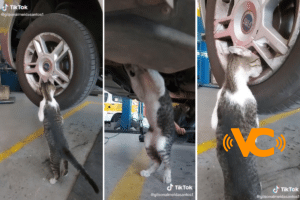 Video: Él es Oliver, un gatito rescatado que ahora “trabaja” como mecánico Video: Él es Oliver, un gatito rescatado que ahora “trabaja” como mecánico