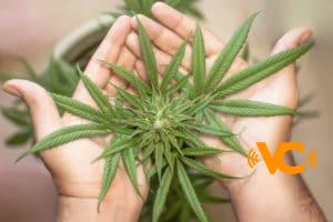 Presidente de Costa Rica pone en jaque la legalización de cannabis medicinal Presidente de Costa Rica pone en jaque la legalización de cannabis medicinal