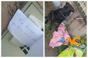 Dejan a su suerte a perrita con solo una nota, un costal de comida y su cobija Dejan a su suerte a perrita con solo una nota, un costal de comida y su cobija