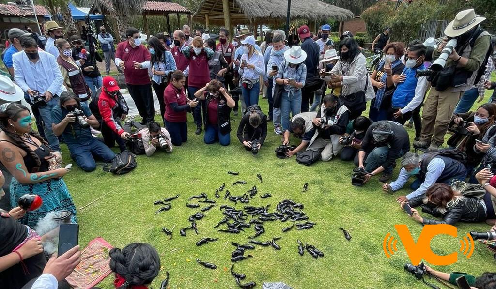 Xochimilco liberó a 200 axolotes ignorando a la ciencia, sin plan de conservación y con el pronóstico de la UNAM de que morirán Xochimilco liberó a 200 axolotes ignorando a la ciencia, sin plan de conservación y con el pronóstico de la UNAM de que morirán