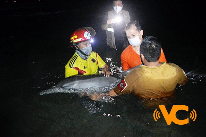 Rescatan delfín en Playas de Coatzacoalcos