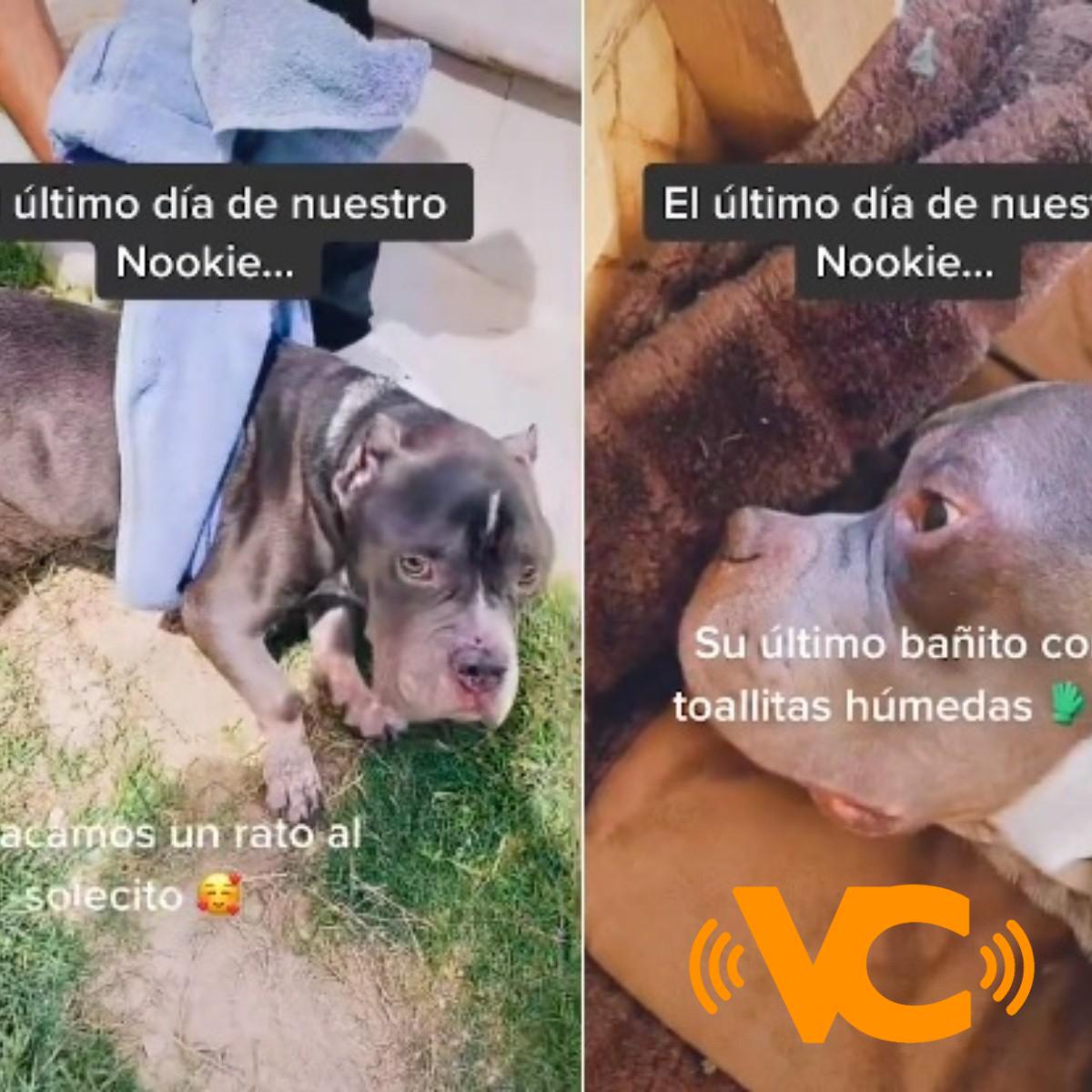 Viral: Usuario de TikTok comparte último día de vida de su perrito
