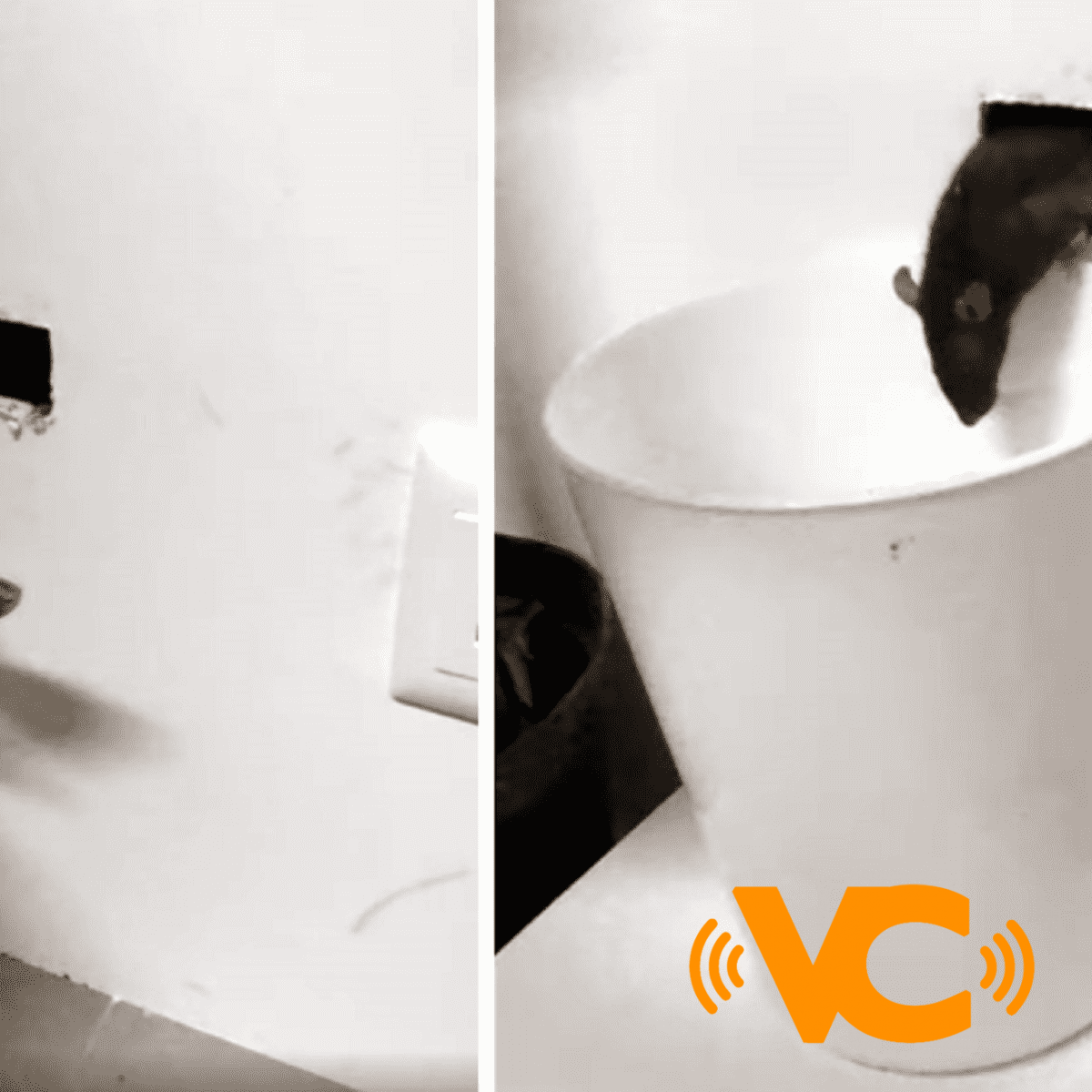 VIDEO: Serpiente entrenada para exterminar plaga de ratas