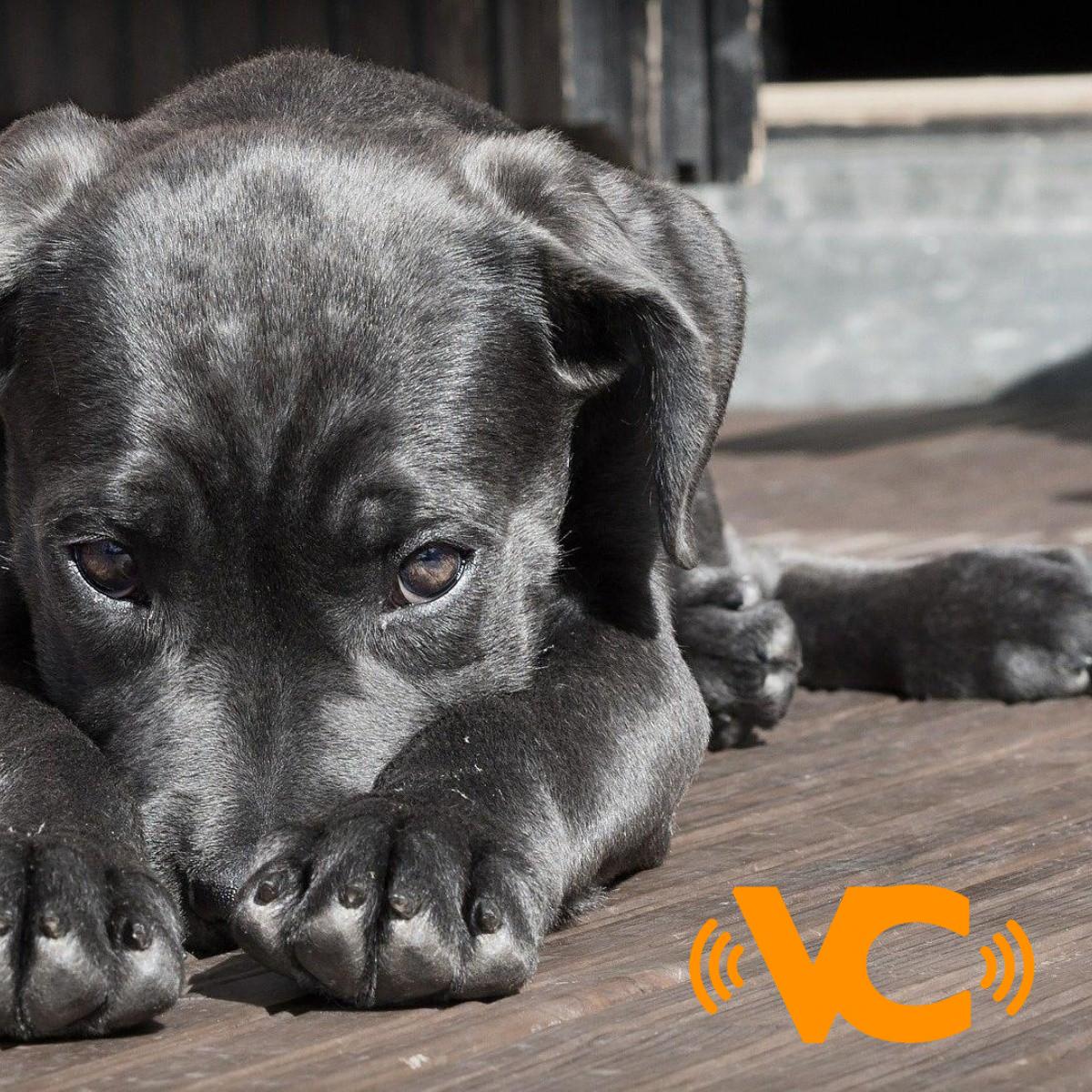 Destapan matanza de perros en taquería; fuerte olor y macabros hallazgos los delatan Destapan matanza de perros en taquería; fuerte olor y macabros hallazgos los delatan