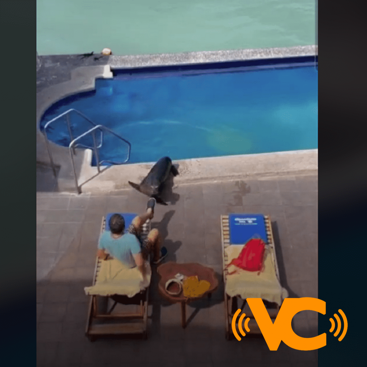 TIK TOK: Una inusual escena con una foca que se baño en la alberca y quitó al turista de su silla TIK TOK: Una inusual escena con una foca que se baño en la alberca y quitó al turista de su silla