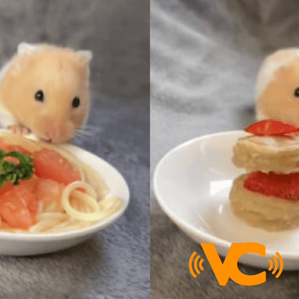 VIDEO: Hombre ‘mima’ a su hámster con mini comidas gourmet VIDEO: Hombre ‘mima’ a su hámster con mini comidas gourmet