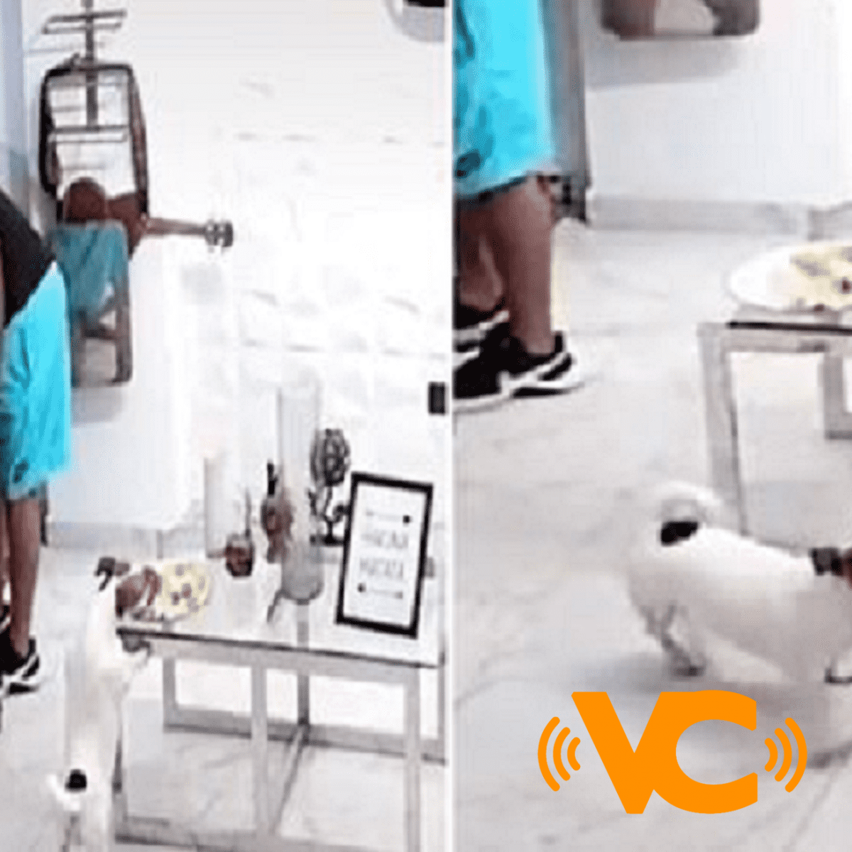 VIDEO TIK TOK: Perrito aprovecha que su dueño se distrae y le ‘roba’ comida. VIDEO TIK TOK: Perrito aprovecha que su dueño se distrae y le ‘roba’ comida.