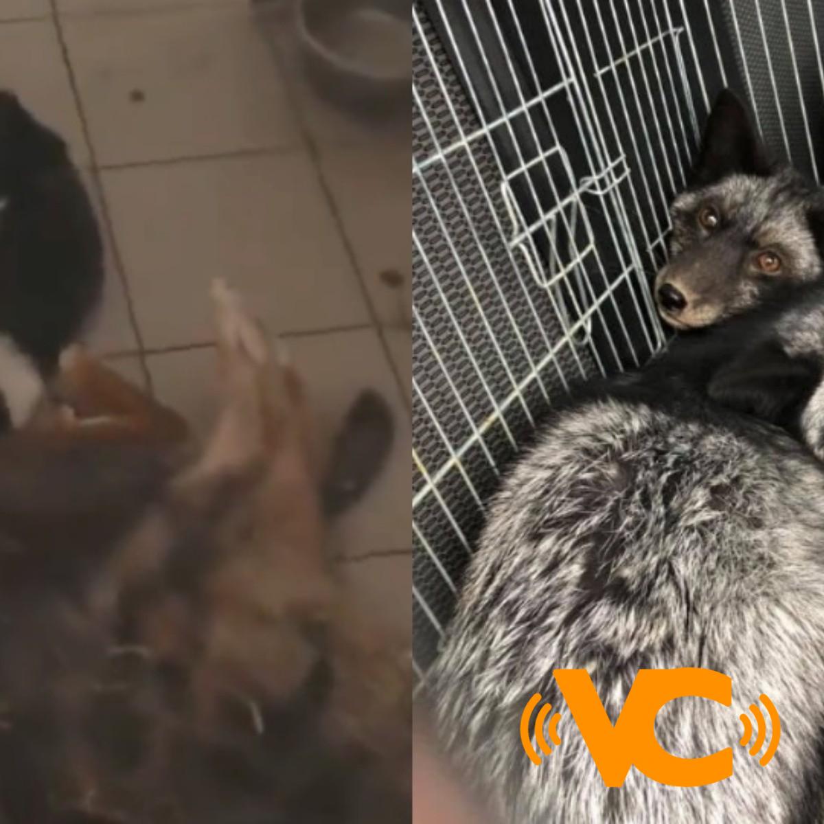 Más de 300 perros murieron de hambre en un refugio de Ucrania Más de 300 perros murieron de hambre en un refugio de Ucrania