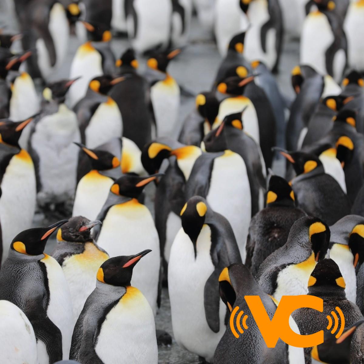 VIRAL: Vaya oferta de trabajo: ofrecen más de 2 mil dólares al mes por contar pingüinos en la Antártida VIRAL: Vaya oferta de trabajo: ofrecen más de 2 mil dólares al mes por contar pingüinos en la Antártida