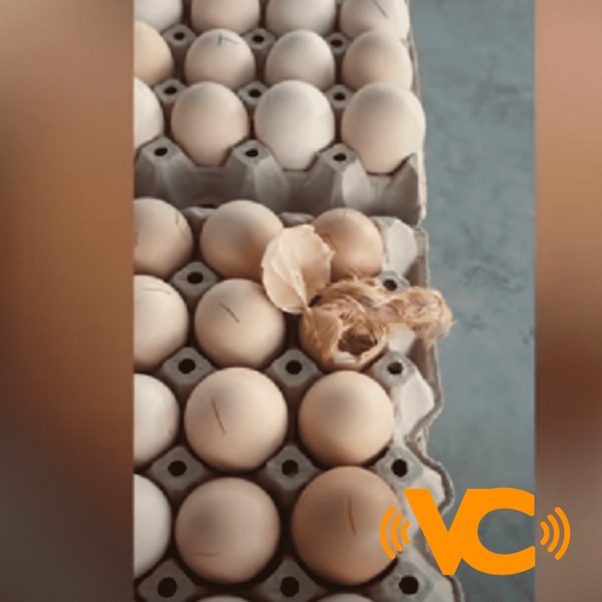 VIDEO: Pollito sale del cascarón de huevos a punto de ser vendidos