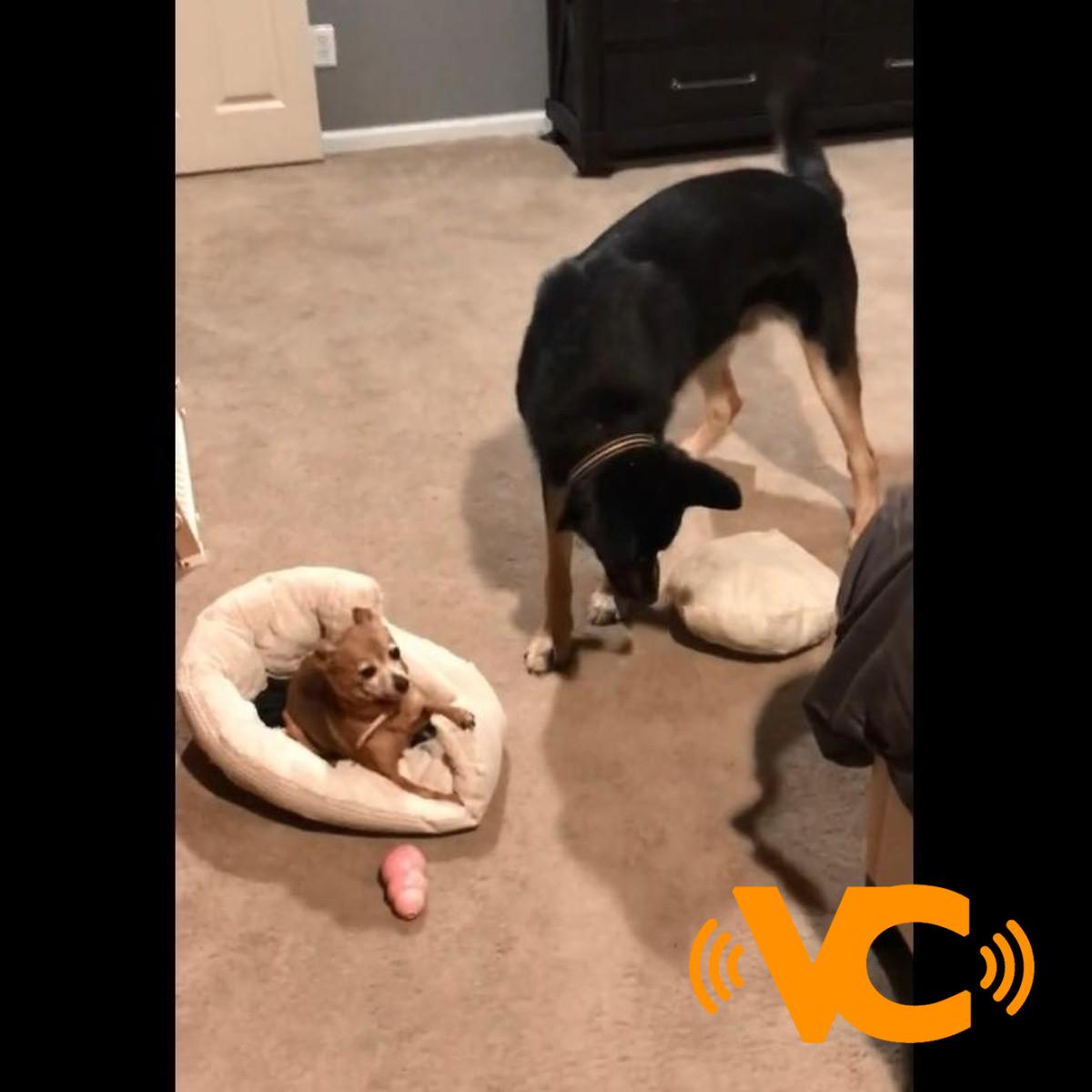 TIKTOK VIDEO: Perrito lastima a su «hermano» menor y se «disculpa»