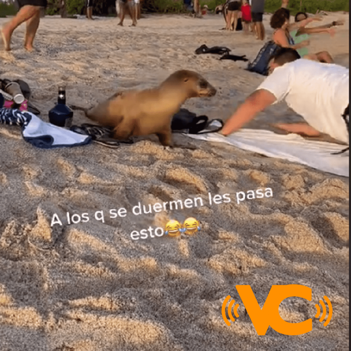 TIK TOK: Se quedó dormido en la orilla del mar y al despertar vio una foca a su lado