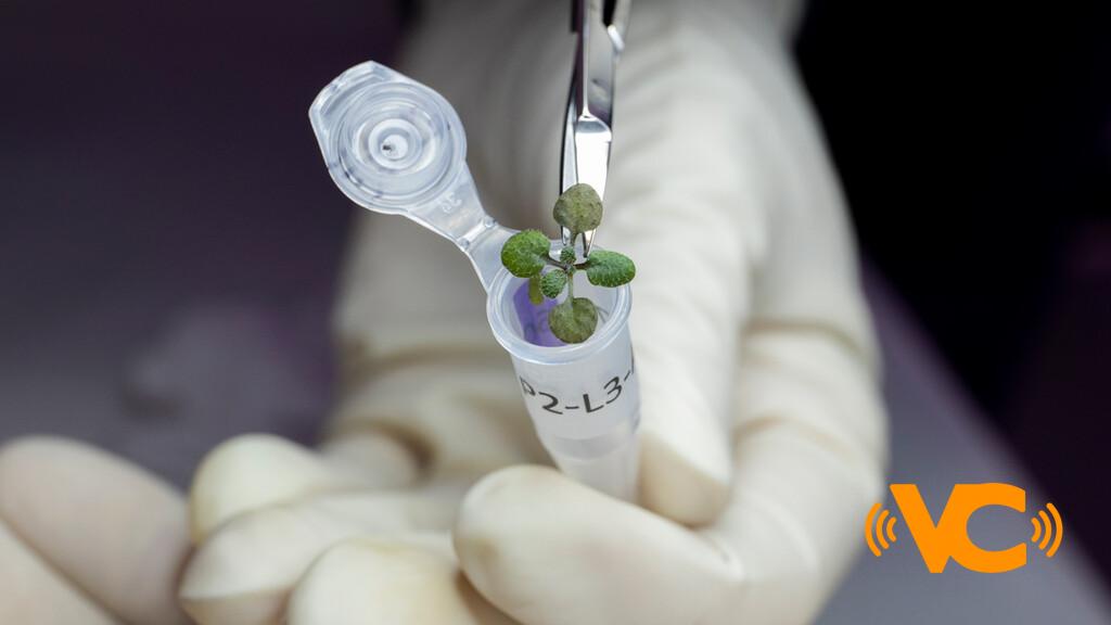 Como en ‘El Marciano’: logran cultivar por primera vez plantas en suelo de la Luna, recolectado por astronautas durante las misiones Apolo Como en ‘El Marciano’: logran cultivar por primera vez plantas en suelo de la Luna, recolectado por astronautas durante las misiones Apolo