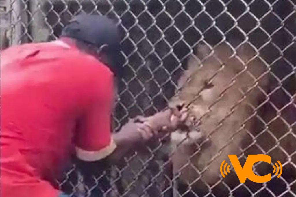 Graban a león cuando le arranca dedos a su cuidador (+Video) Graban a león cuando le arranca dedos a su cuidador (+Video)