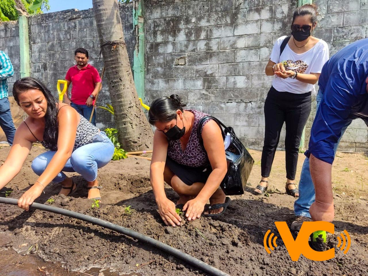 Huertos del Ayuntamiento garantizan salud alimentaria en Coatzacoalcos. Huertos del Ayuntamiento garantizan salud alimentaria en Coatzacoalcos.