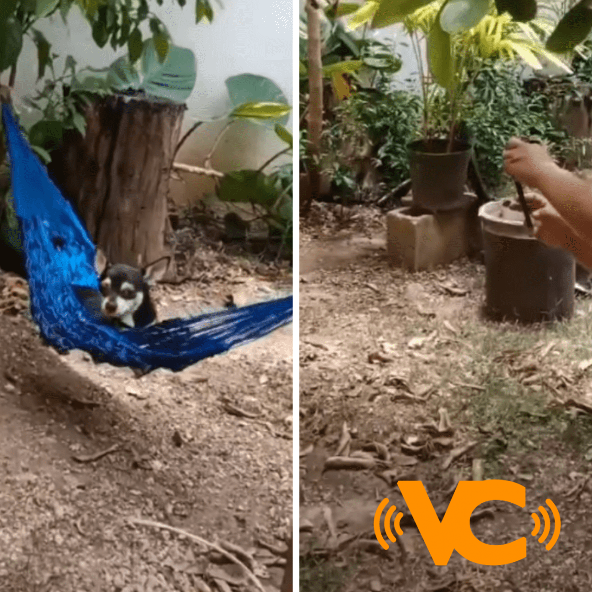 TikTok: Dueños le compran una hamaca a su perro y organizan tierna sesión de fotos