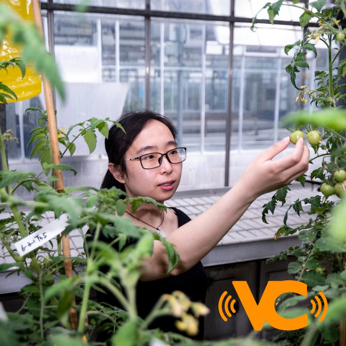 Tomates editados genéticamente, ricos en vitamina D