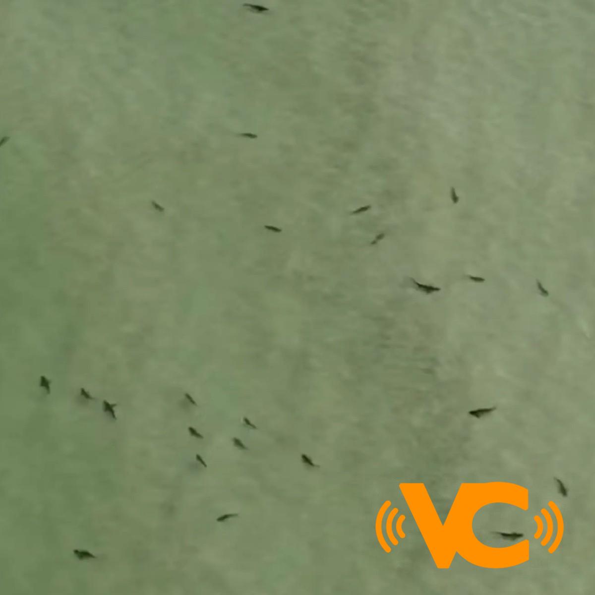 Florida: Alertan a bañistas por presencia de cientos de tiburones en las costas de Tampa Florida: Alertan a bañistas por presencia de cientos de tiburones en las costas de Tampa