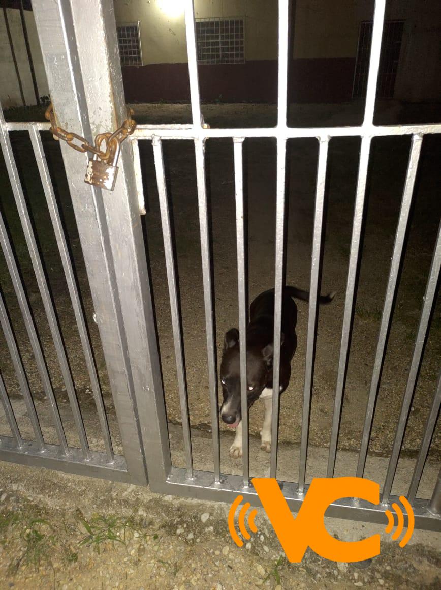 Gana como velador pero quién «cuida» es un perro Gana como velador pero quién «cuida» es un perro
