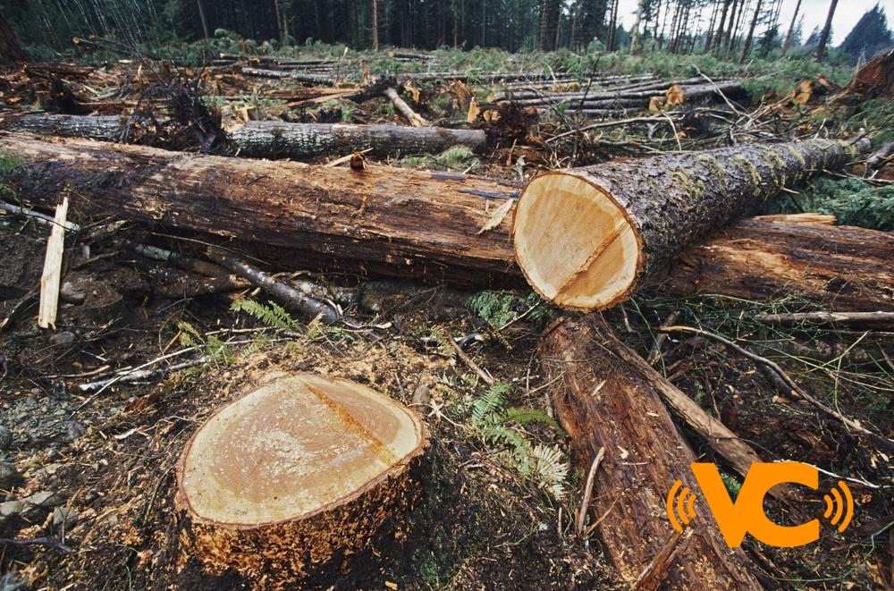 Senado aprueba reforma para incrementar pena de cárcel por tala ilegal de recursos maderables