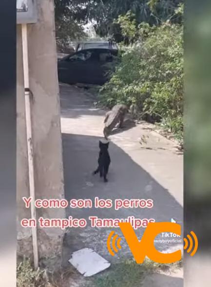 Captan a gatito persiguiendo a un cocodrilo en calles de Tamaulipas Captan a gatito persiguiendo a un cocodrilo en calles de Tamaulipas