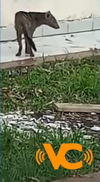 Encuentran vivo en Bolivia al raro y esquivo «perro fantasma» Encuentran vivo en Bolivia al raro y esquivo «perro fantasma»