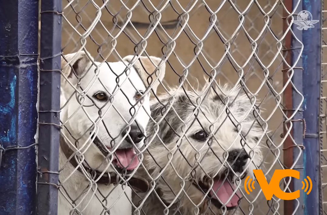 Así es “La Ciudad de los Perros”, un nuevo hogar para los lomitos rescatados