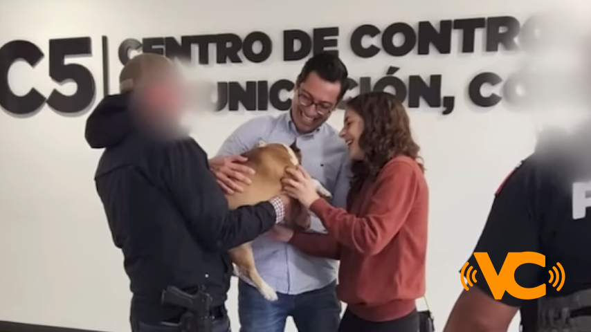 La mascota robada de la activista Majo Martínez fue recuperada gracias a elementos de seguridad en el Estado de México La mascota robada de la activista Majo Martínez fue recuperada gracias a elementos de seguridad en el Estado de México