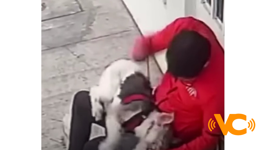 Identifican a un sujeto que golpeo a un perrito de nombre ‘Docki’