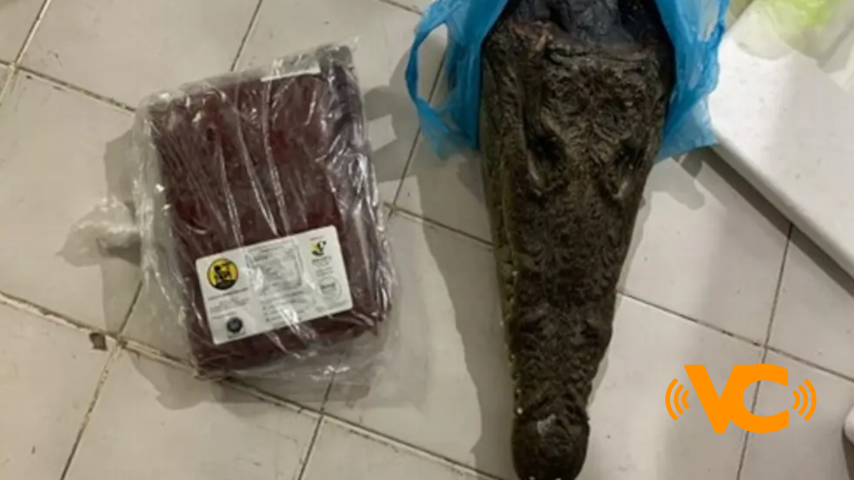 Profepa asegura carne de cocodrilo y búfalo en ‘Feria de la Torta’ Profepa asegura carne de cocodrilo y búfalo en ‘Feria de la Torta’
