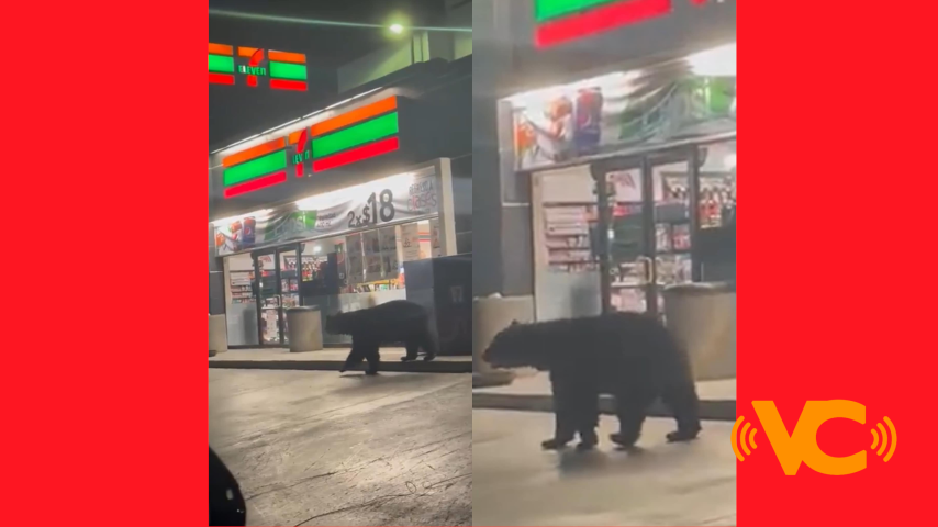 Oso se ‘placea’ por calles del sur de Monterrey (+video) Oso se ‘placea’ por calles del sur de Monterrey (+video)