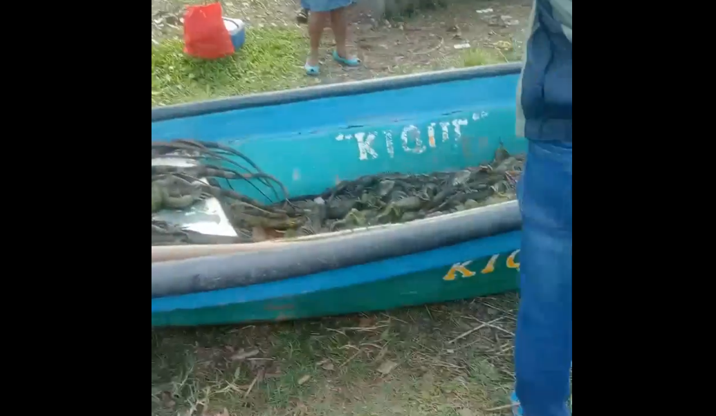 Alerta en Coatzacoalcos: Detenidos por Cazar Iguanas para Sobrevivir