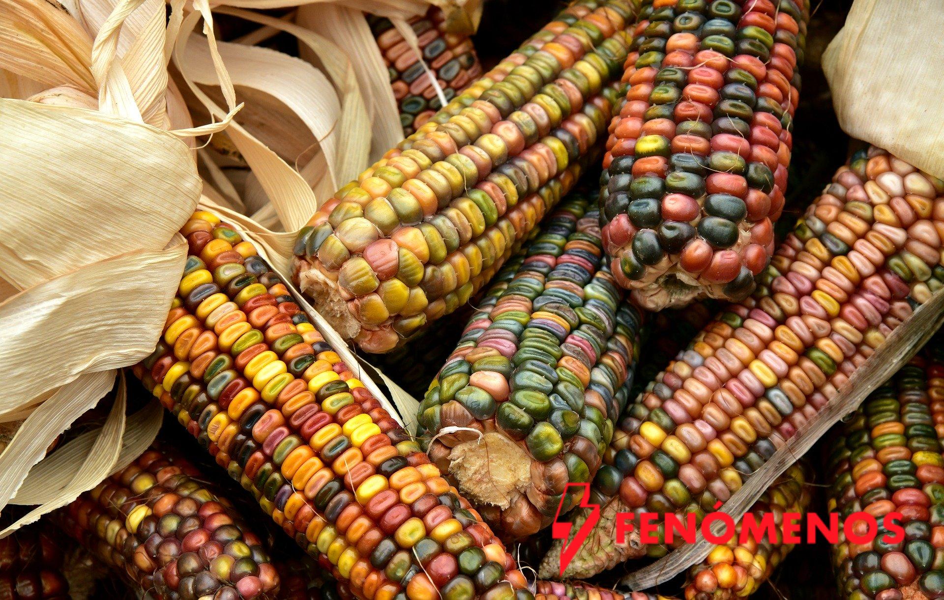 Senado aprueba conservación y protección de maíces nativos y sus parientes silvestres Senado aprueba conservación y protección de maíces nativos y sus parientes silvestres