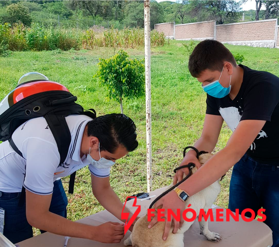 Guanajuato se prepara para la Semana de Vacunación Antirrábica 2025 para perros y gatos. Guanajuato se prepara para la Semana de Vacunación Antirrábica 2025 para perros y gatos.