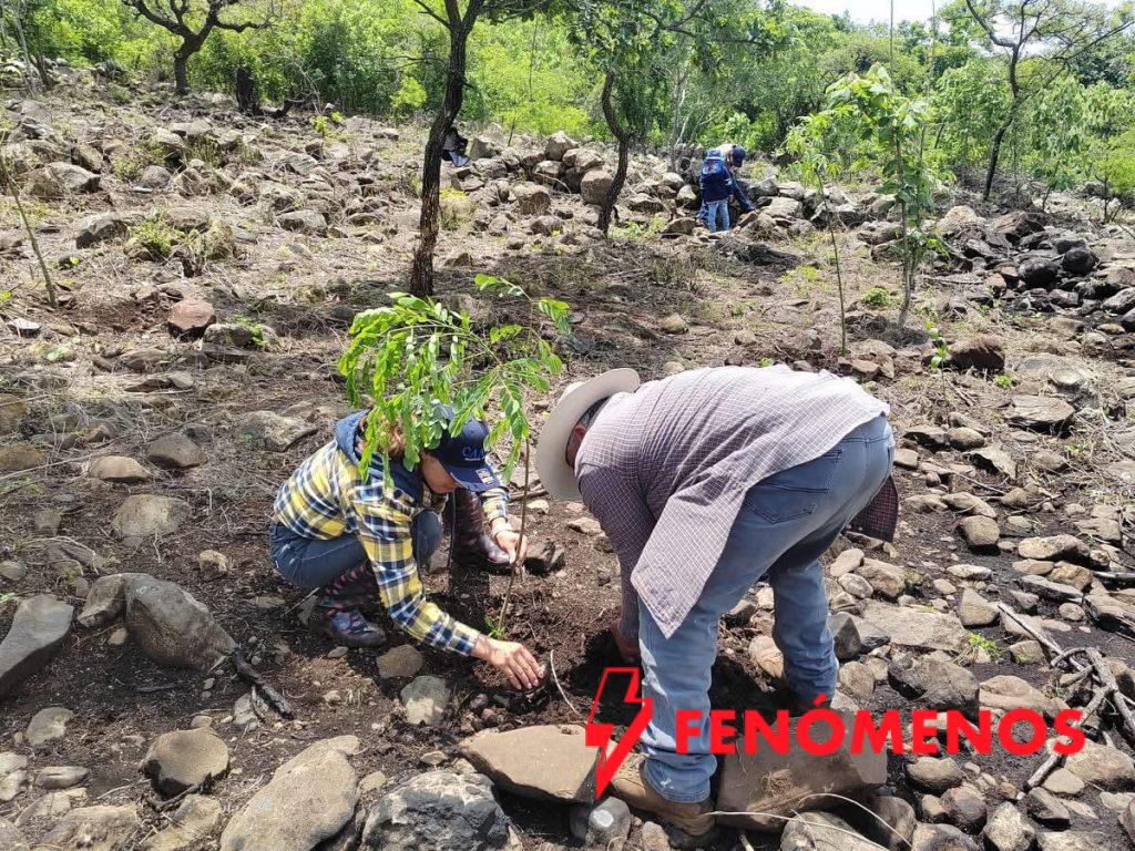 Consolidan acciones de reforestación en Guanajuato
