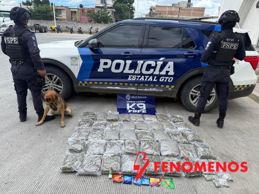 Frustra oficial canino Evetke envío de 20 kilos de marihuana a través de paquetería en León Frustra oficial canino Evetke envío de 20 kilos de marihuana a través de paquetería en León