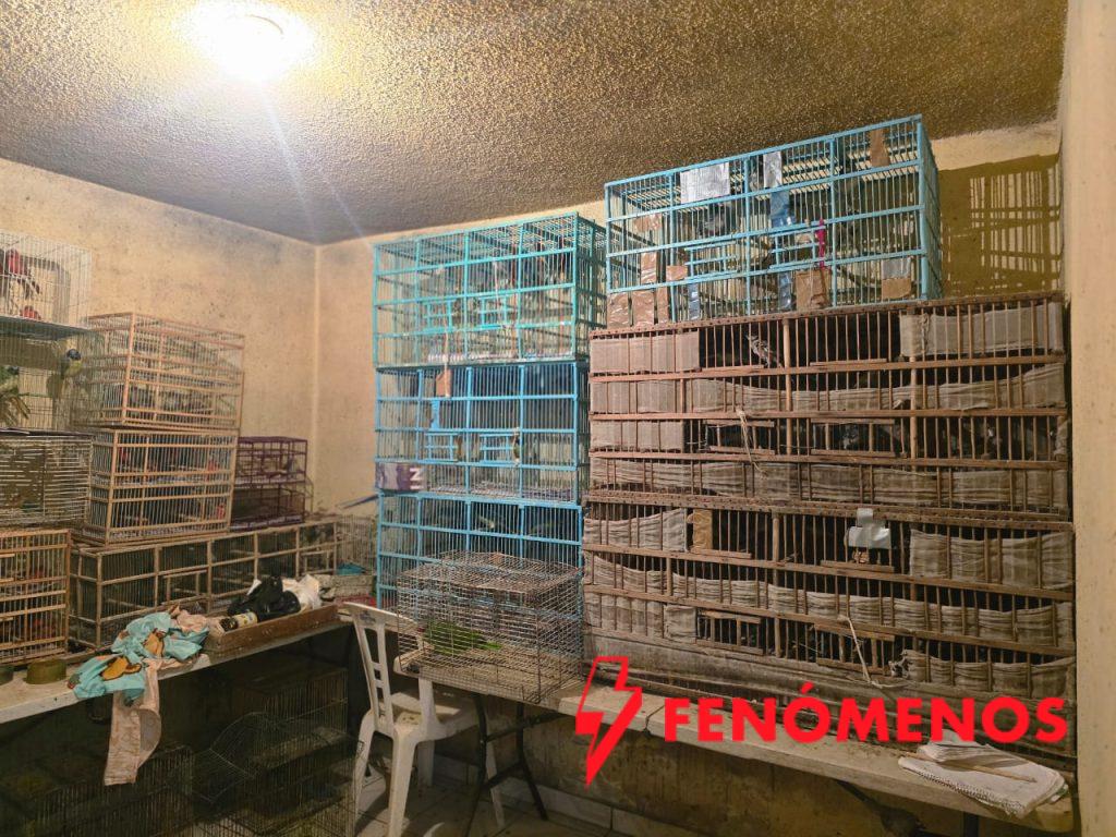 Catea Secretaría de Seguridad y Paz inmueble en Dolores Hidalgo vinculado con venta ilegal de aves; aseguran 253 ejemplares