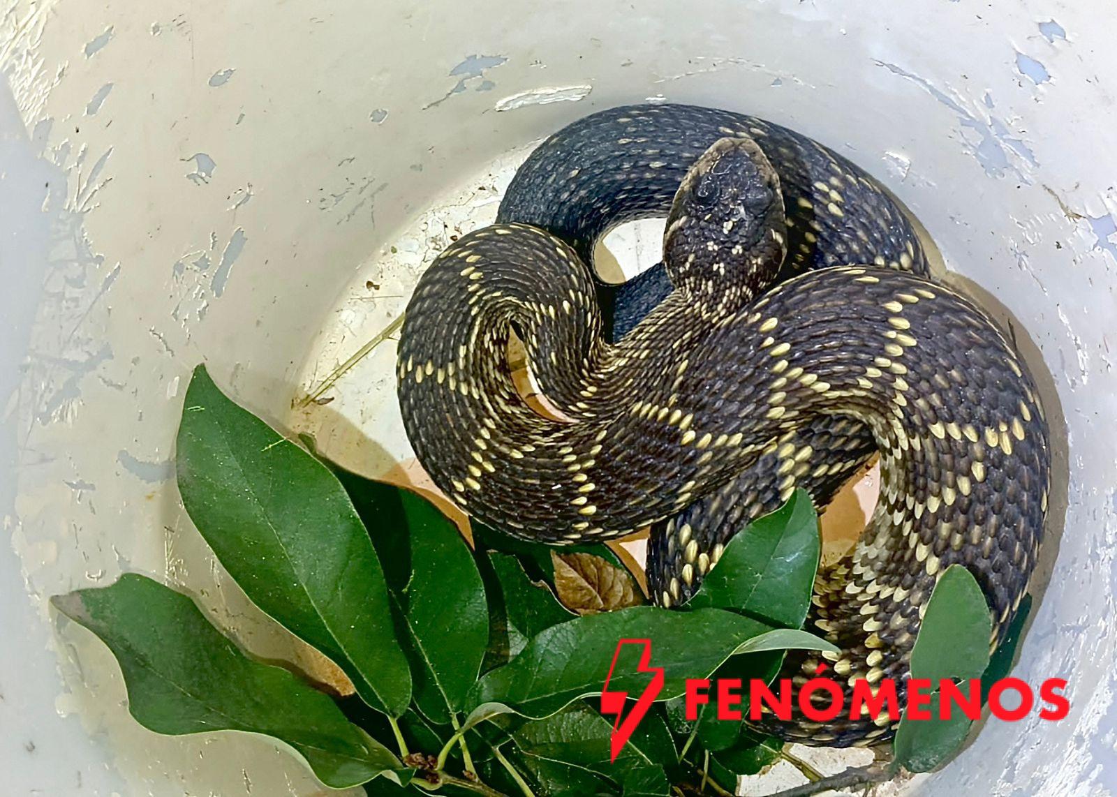 Jóvenes del DIF Municipal entrenarán a perros rescatados en innovador proyecto del Municipio de Querétaro