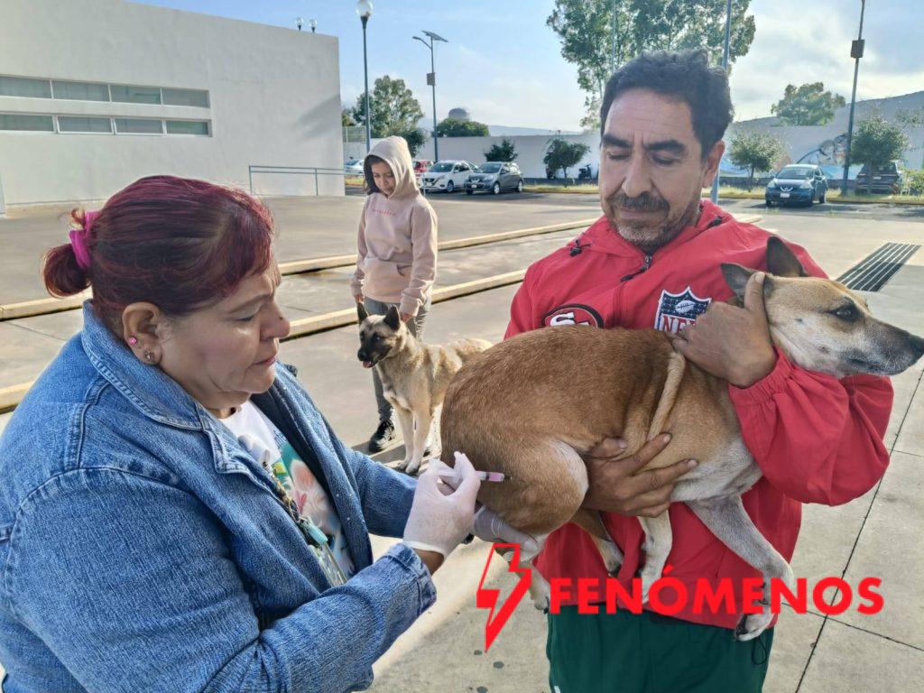 SSG aplica vacunación antirrábica en los municipios de la Sierra Gorda.